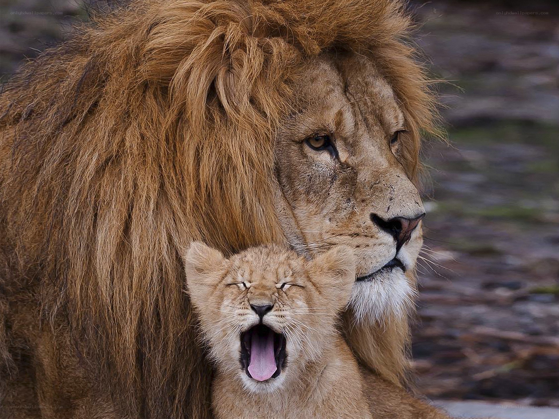 Lion and cub yawn