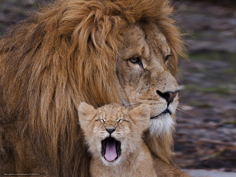 Lion and cub yawn