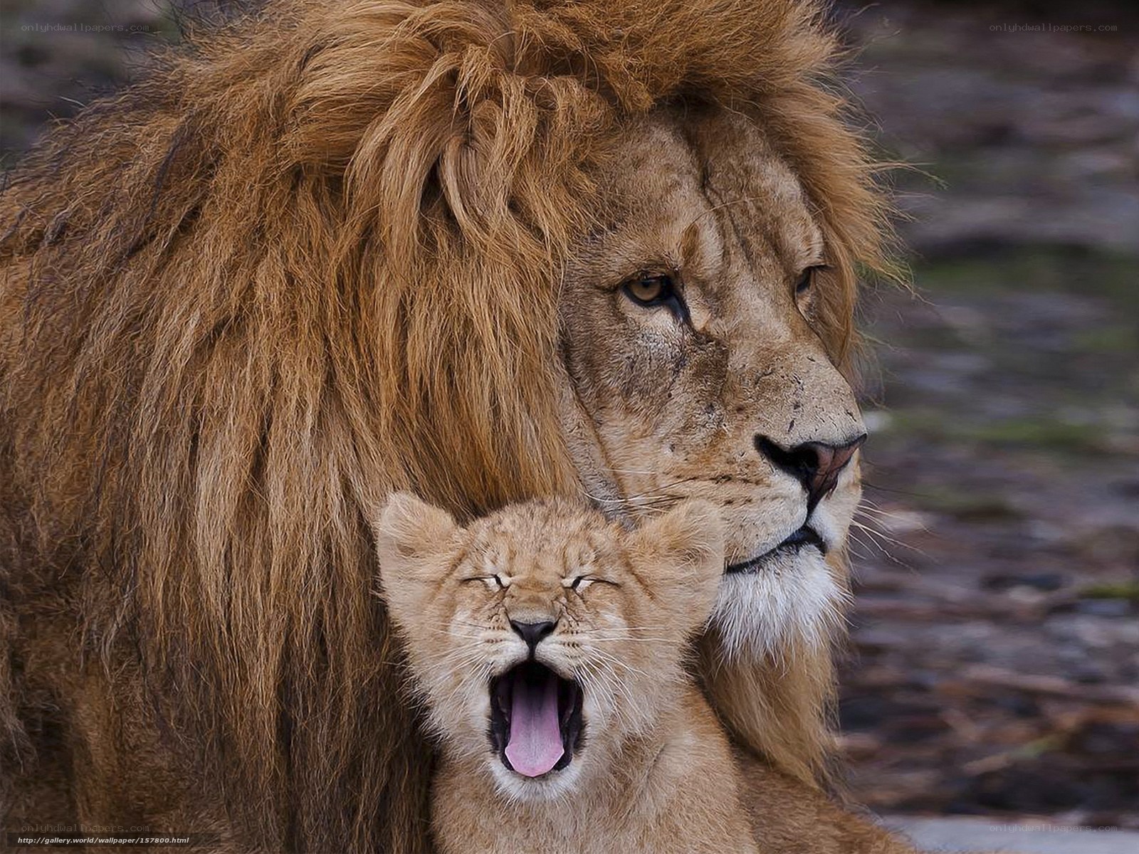 Lion and cub yawn