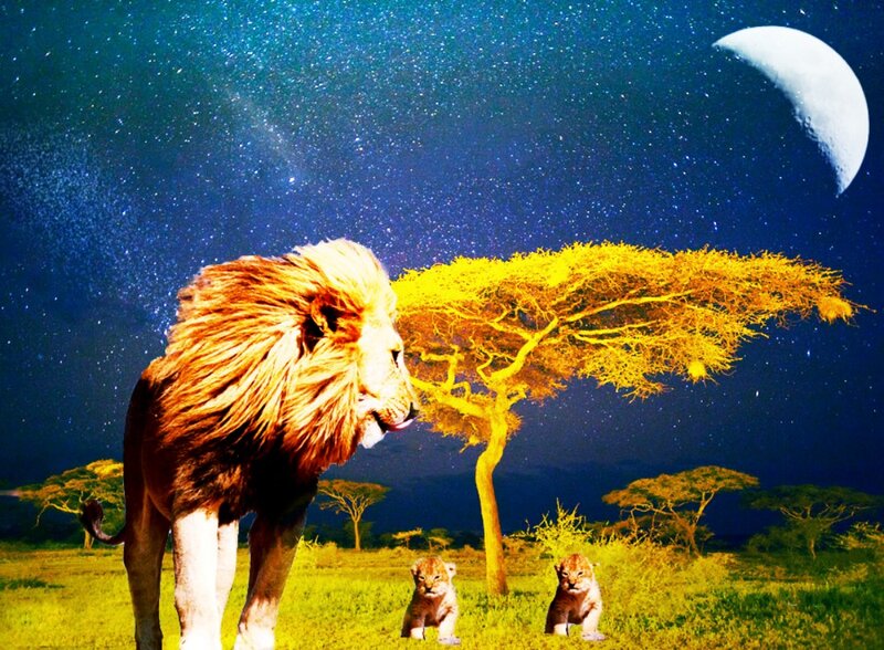 Lion and Cubs at Night