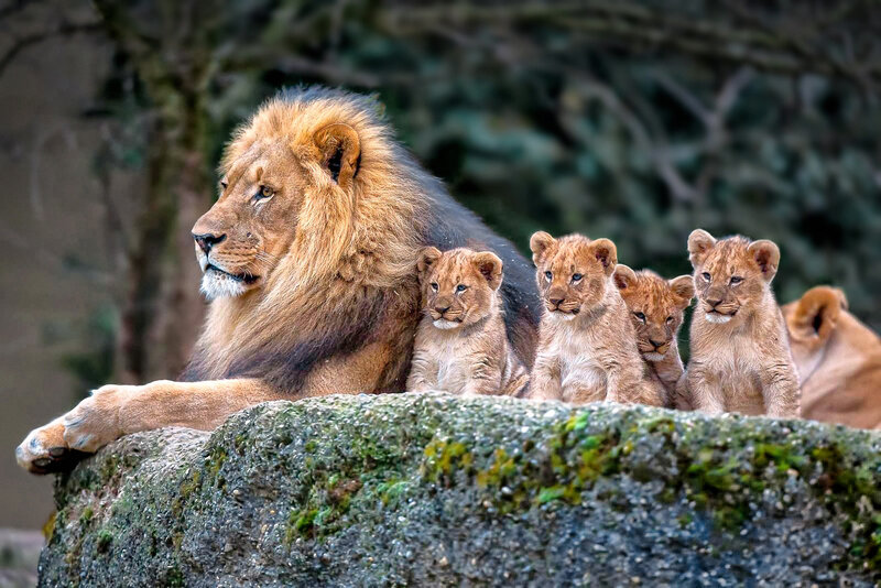 Lion and Cubs — Brown, Calm, Photograph