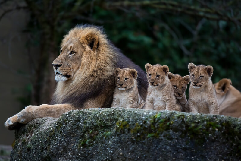 Lion and Cubs — Brown, Calm