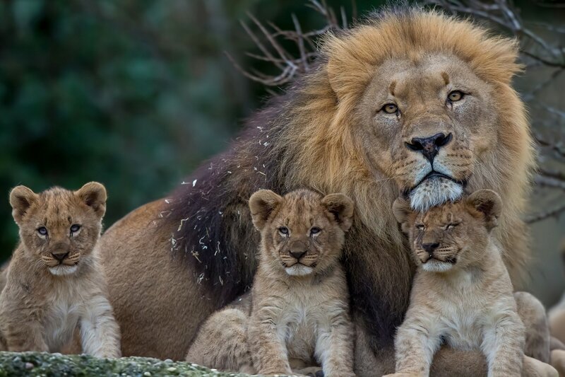 Lion and cubs family