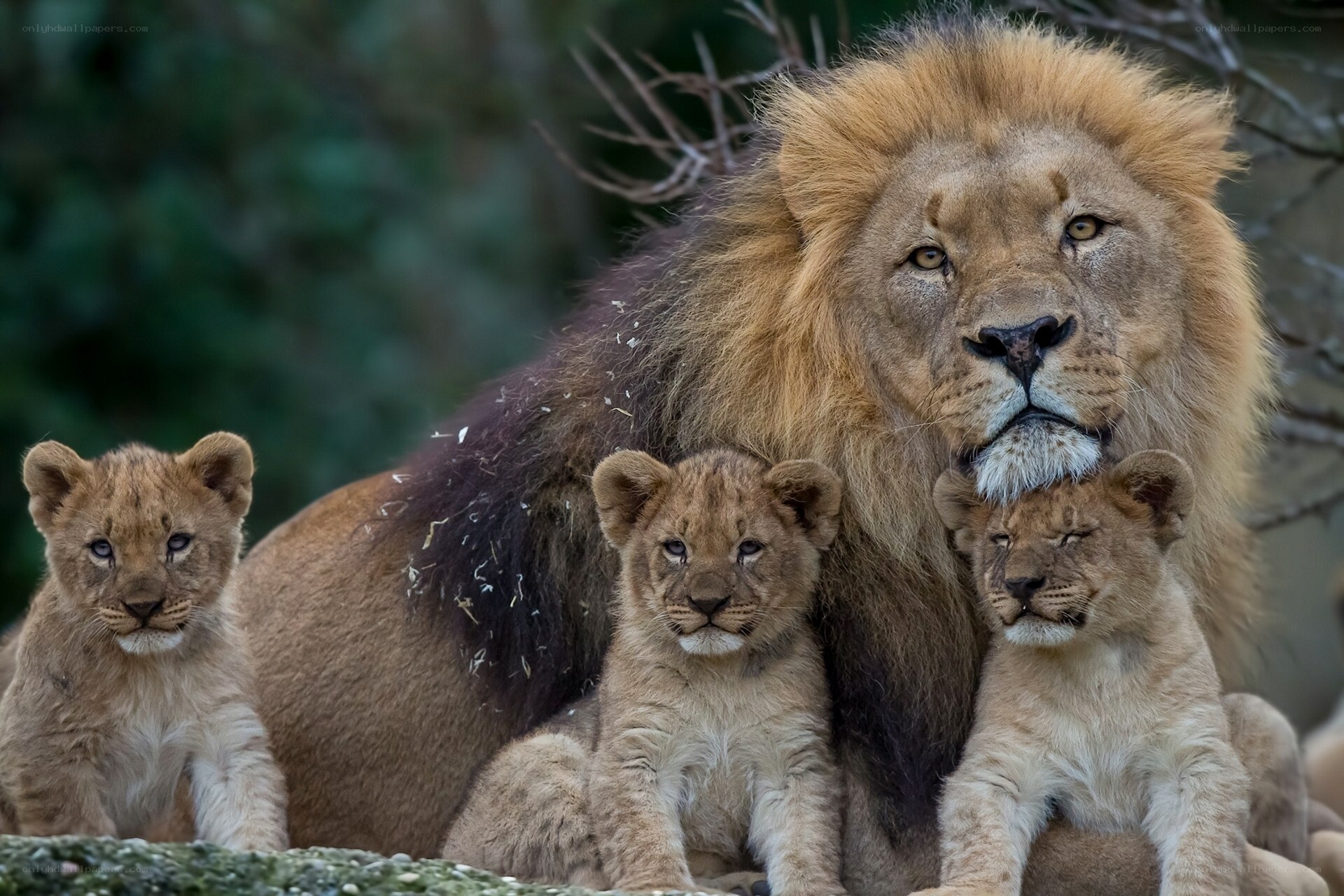 Lion and cubs family