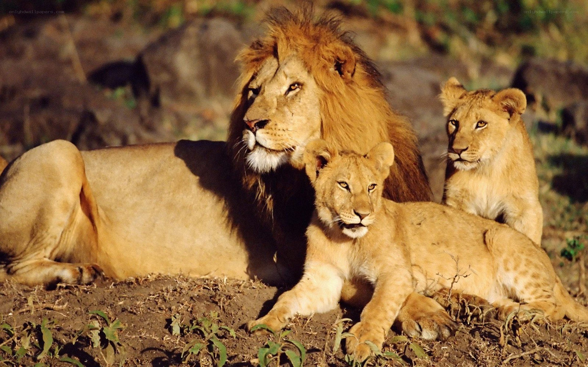 Lion and cubs resting