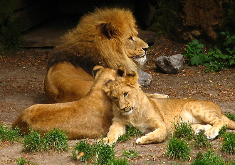 Lion and cubs resting together