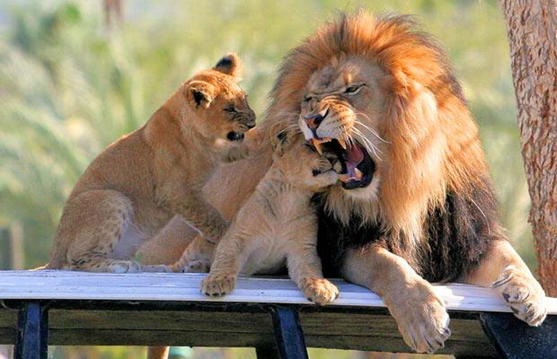 Lion and Cubs