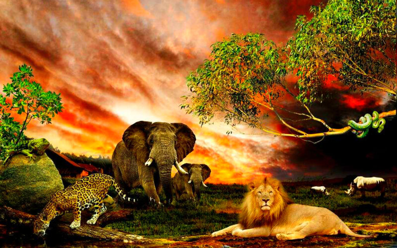 Lion and Elephant in Savanna
