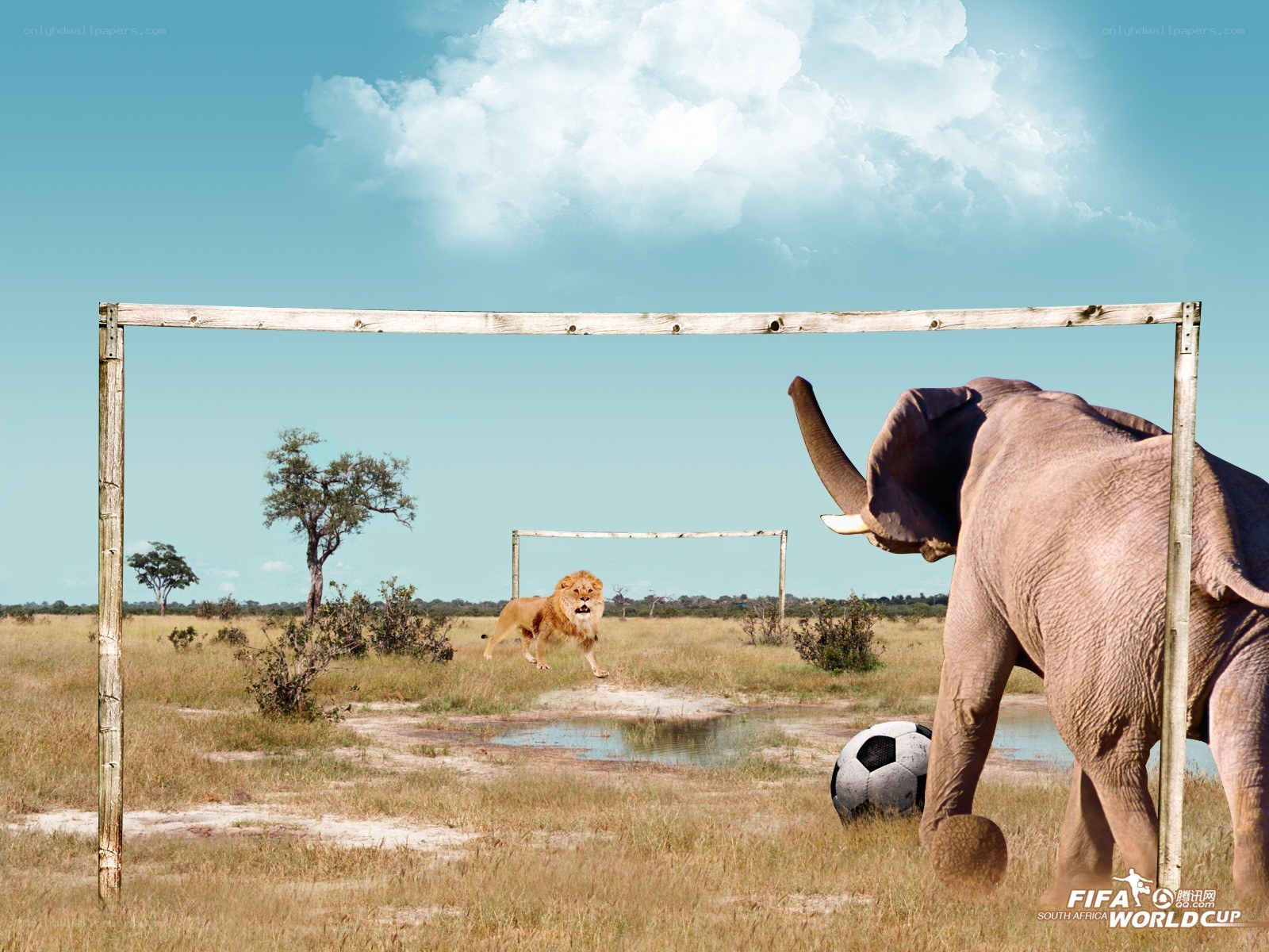 Lion and elephant soccer