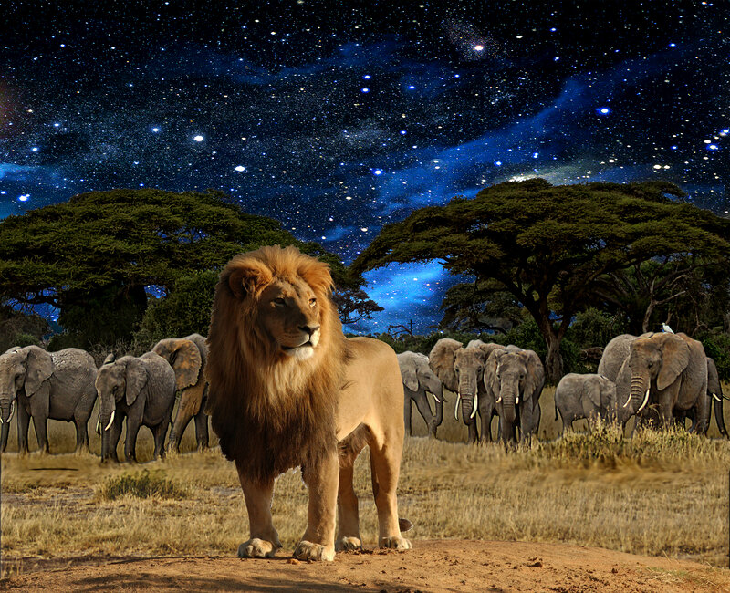 Lion and Elephants