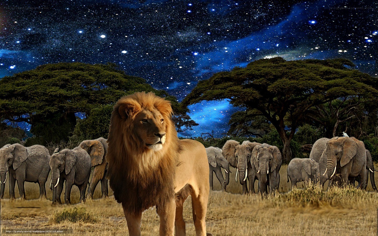 Lion and elephants under stars