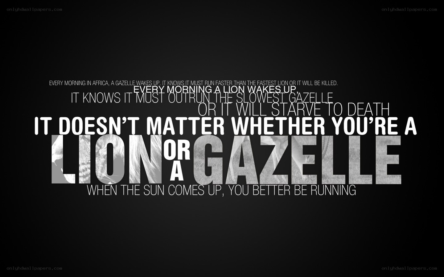 lion and gazelle quote