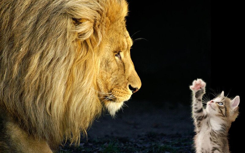 Lion and Kitten — Brown, Dramatic, Photograph