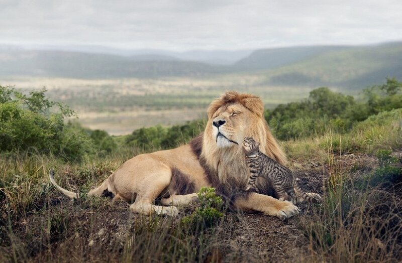 Lion and Kitten — Brown, Serene, Afternoon