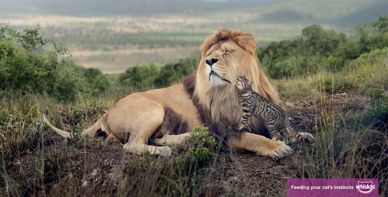 Lion and Kitten — Brown, Serene