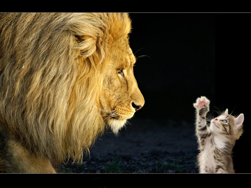 lion and kitten interaction