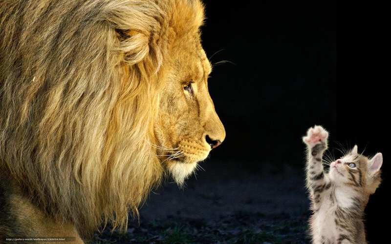 lion and kitten interaction