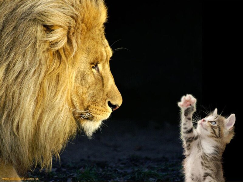 Lion and Kitten