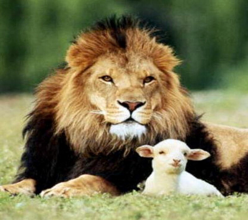 Lion and Lamb Together — Brown
