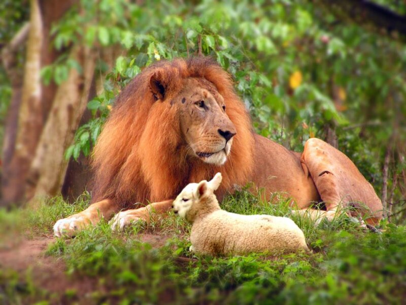 Lion and Lamb Together — Green