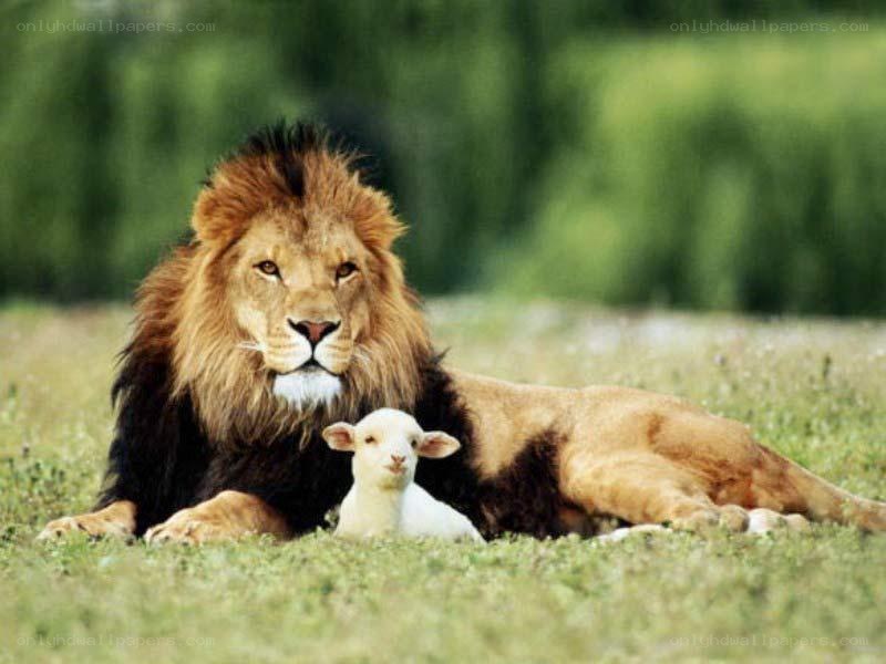 lion and lamb together