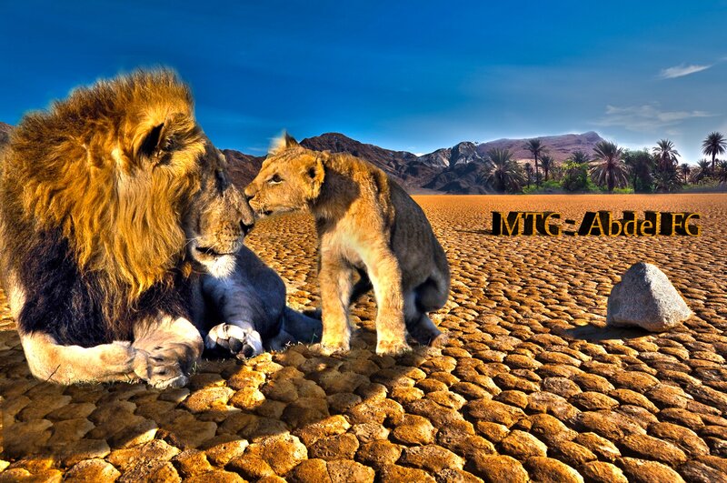 Lion and Lion Cub — Blue, Dramatic, Afternoon