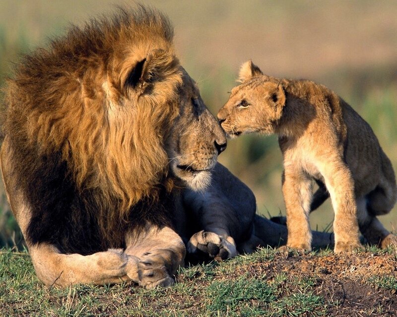 Lion and Lion Cub — Brown, Calm, Afternoon, Photograph, Grass