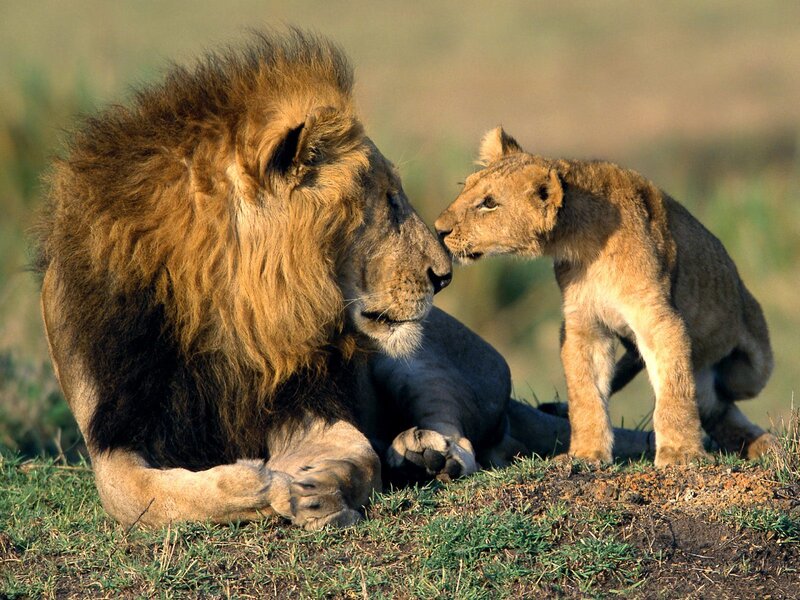 Lion and Lion Cub — Brown, Calm, Afternoon, Photograph