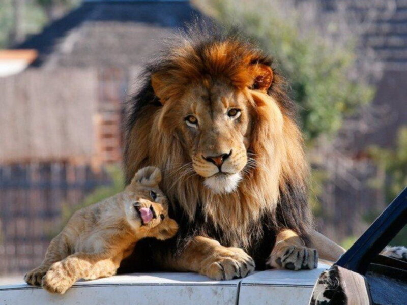 Lion and Lion Cub — Brown, Calm, Afternoon