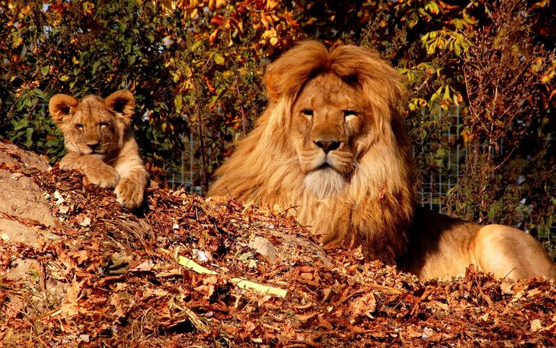 Lion and Lion Cub — Brown, Calm, Autumn