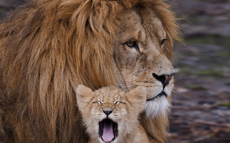 Lion and Lion Cub — Brown, Calm, Photograph