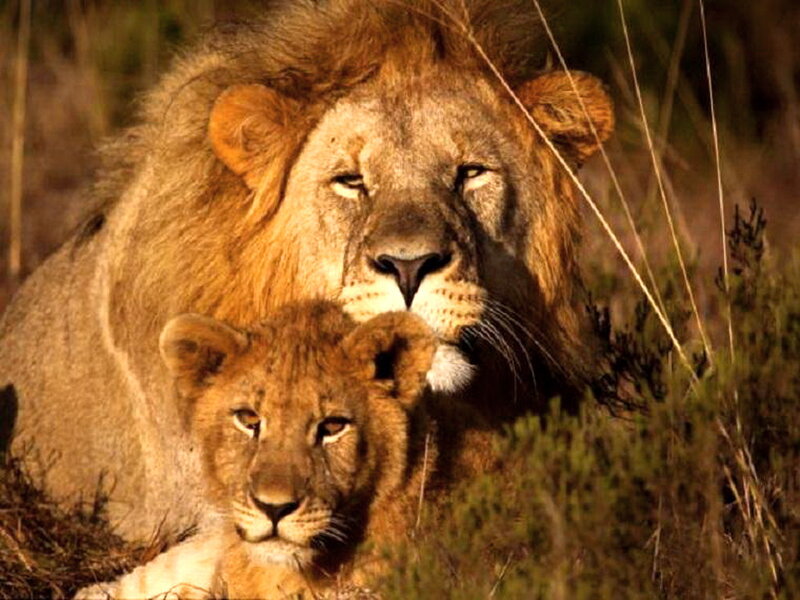 Lion and Lion Cub — Brown, Calm, Sunset