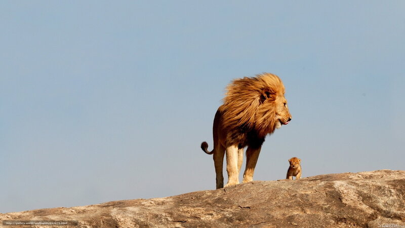 Lion and Lion Cub — Brown, Serene, Afternoon