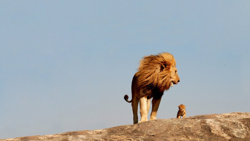 Lion and Lion Cub — Brown, Serene