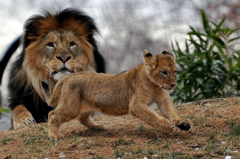 Lion and Lion Cub — Brown