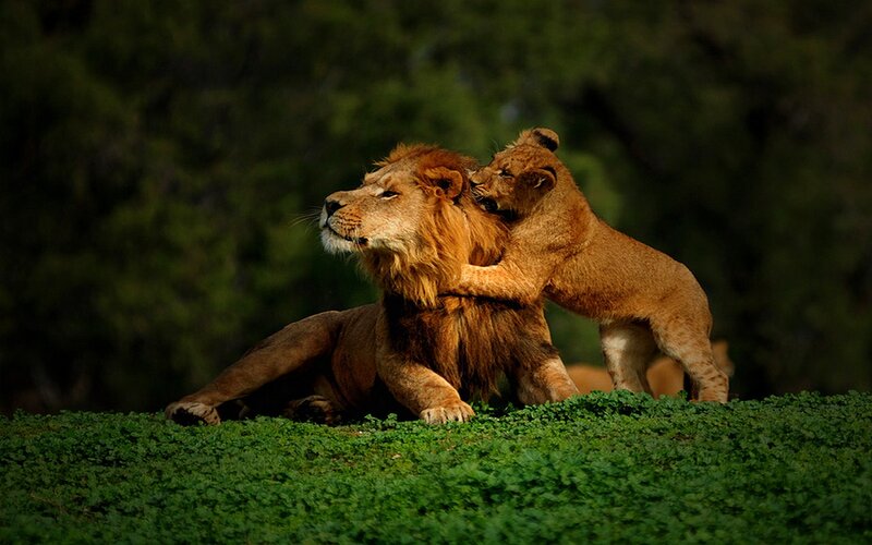 Lion and Lion Cub