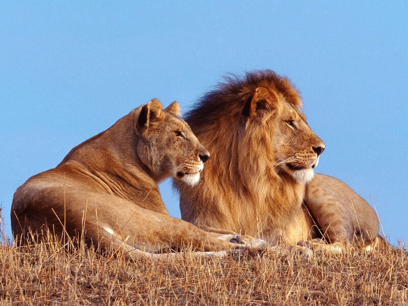 Lion and Lioness — Blue, Calm, Afternoon