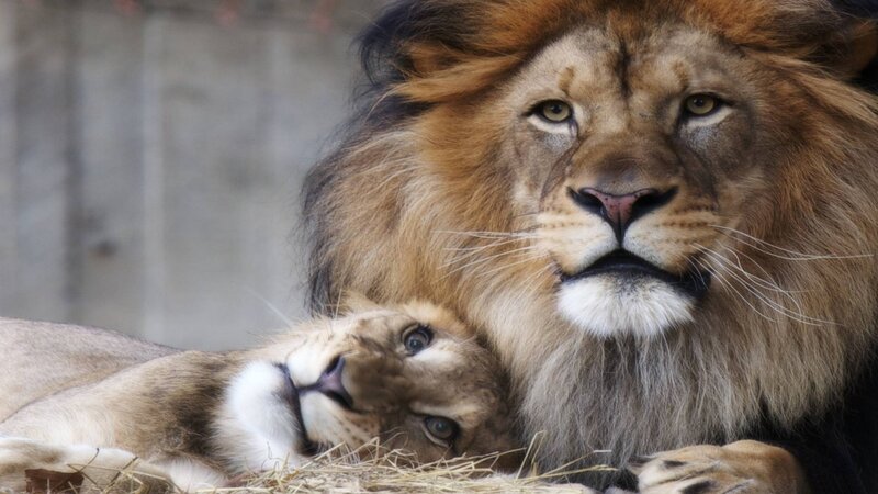Lion and Lioness — Brown, Calm, Photograph, Hay