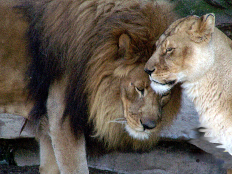 Lion and Lioness — Brown, Calm, Photograph, Lions