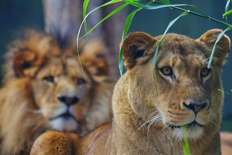 Lion and Lioness — Brown, Calm