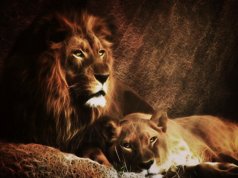 Lion and Lioness — Brown, Dramatic, Digital Art