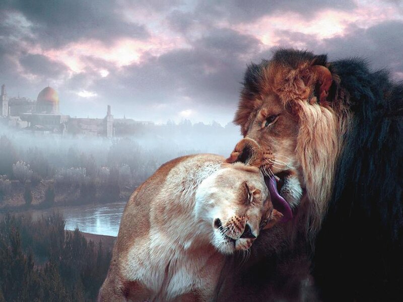 Lion and Lioness — Brown, Dramatic, Sunset