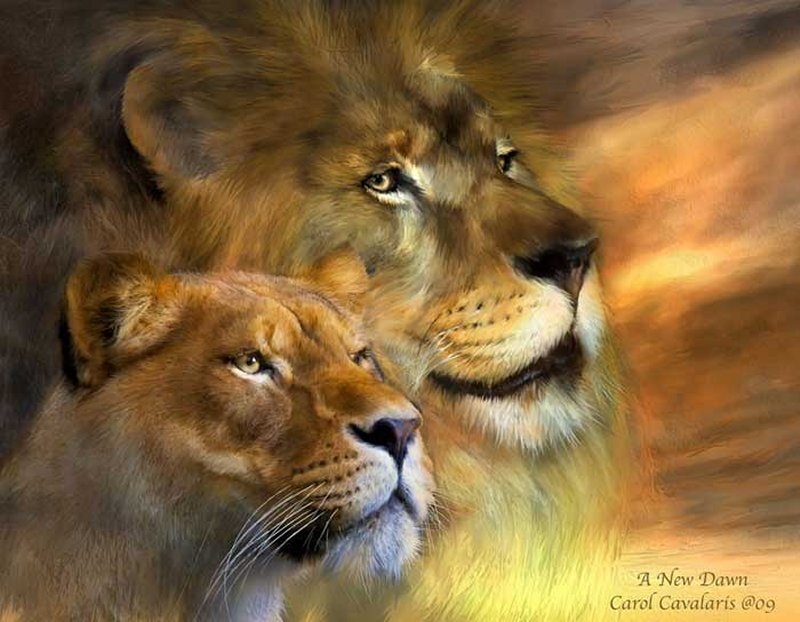 Lion and Lioness — Brown, Dramatic