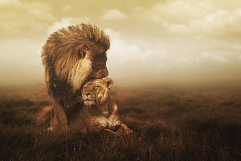 Lion and Lioness — Brown, Serene