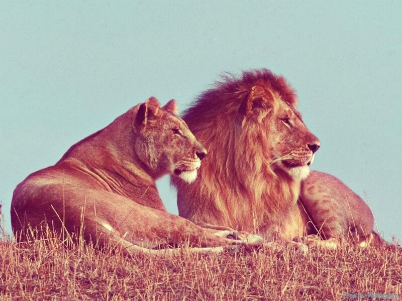 Lion and Lioness — Brown