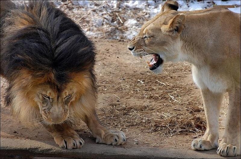 Lion and Lioness Confrontation