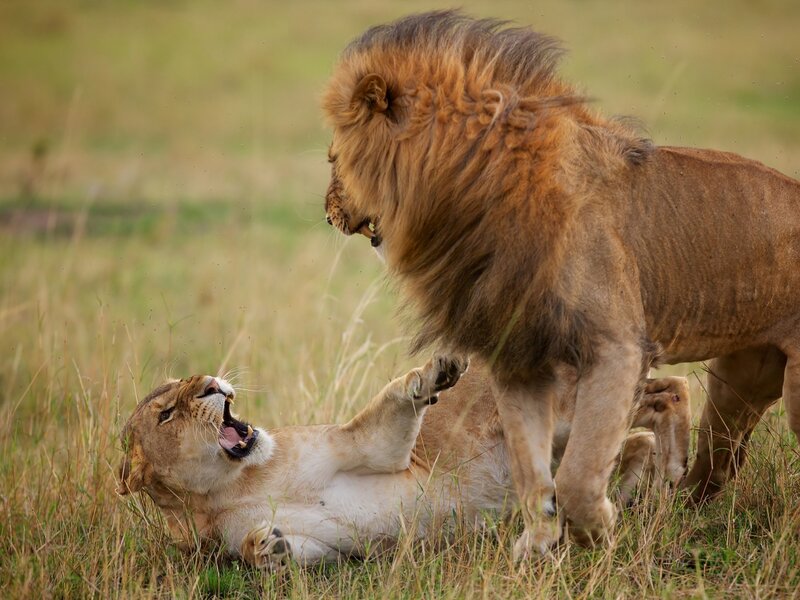 Lion and Lioness Fighting