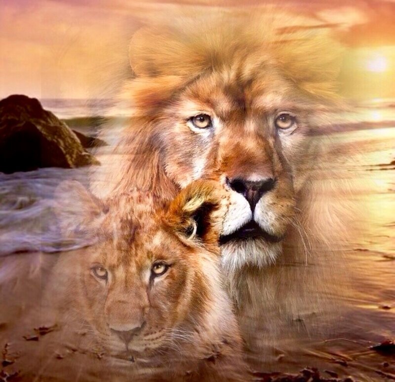 Lion and Lioness — Golden
