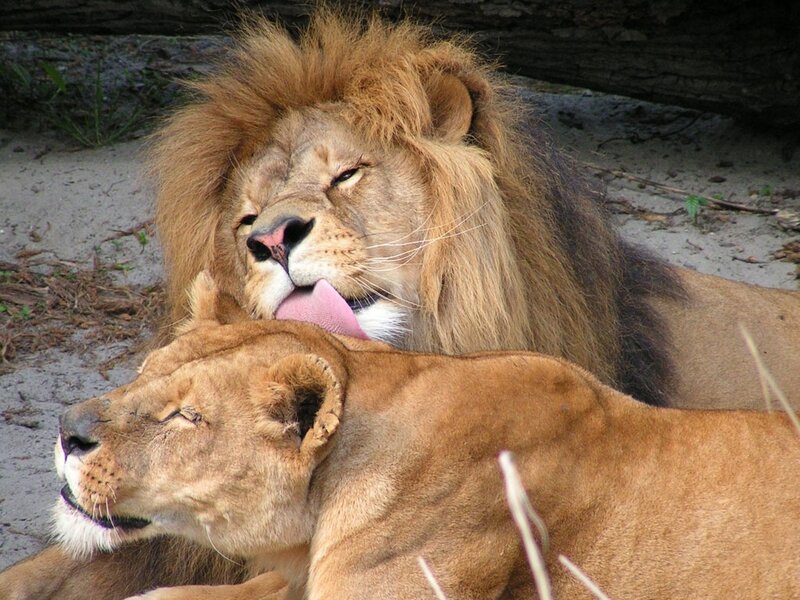Lion and lioness grooming