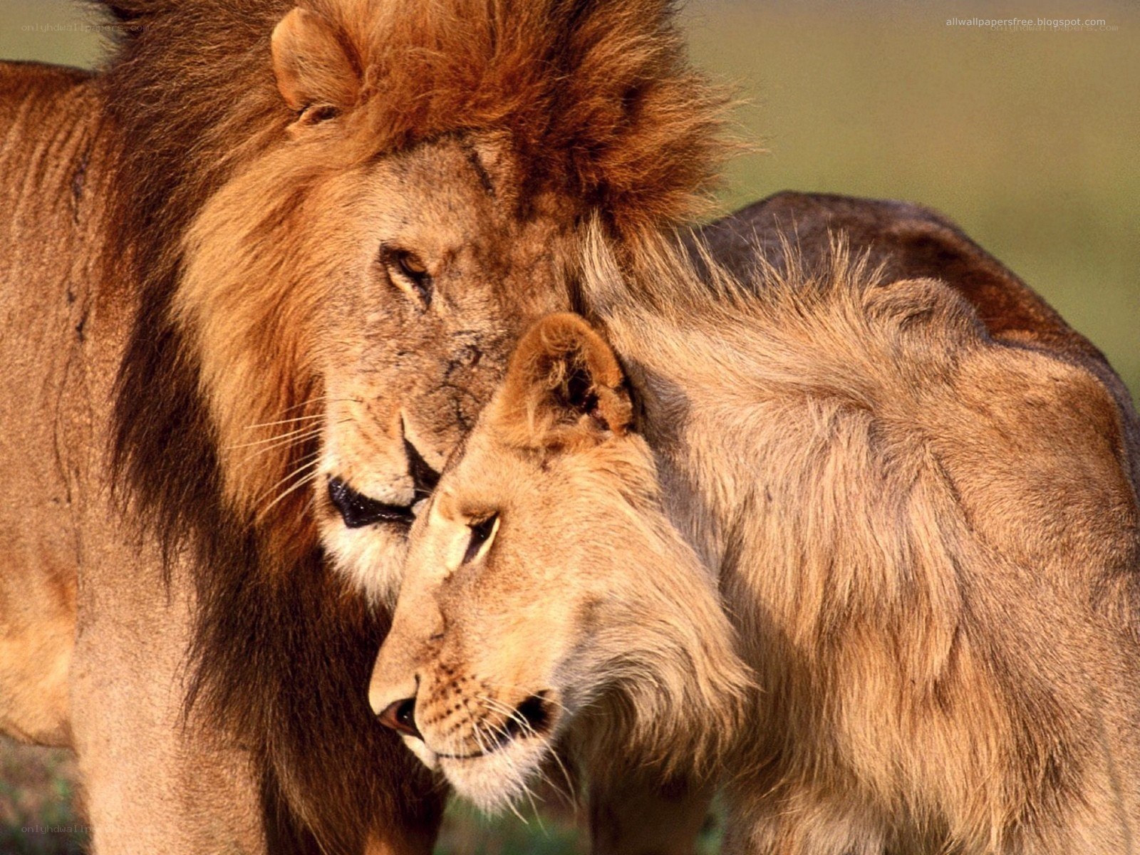 Lion and lioness in affection